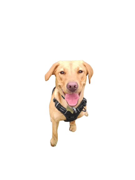 Dog walking in Acton