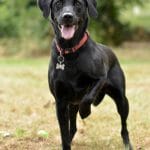 dog, happy, labrador retriever, black lab, animal, pet, paws, posing, alert, playful