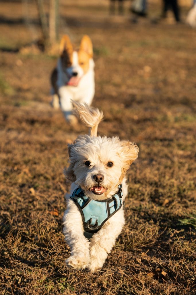 Two playful dogs, a cavapoo and corgi, running joyfully in a sunny outdoor park.