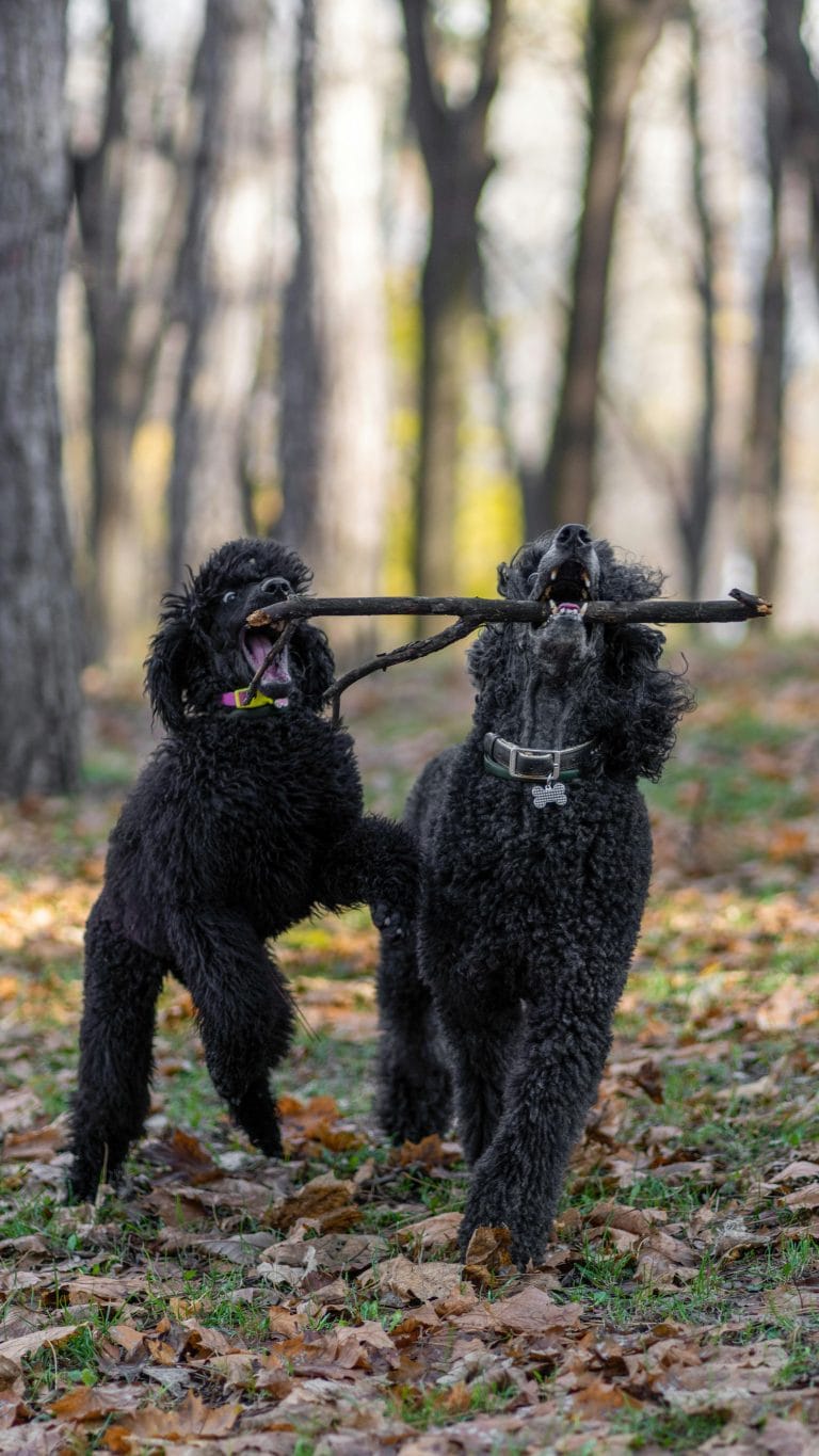 Two black poodles playing with a stick in an autumn forest setting, showcasing their playful nature.