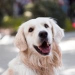 Golden Retriever smiling outdoors with shallow depth of field focus.
