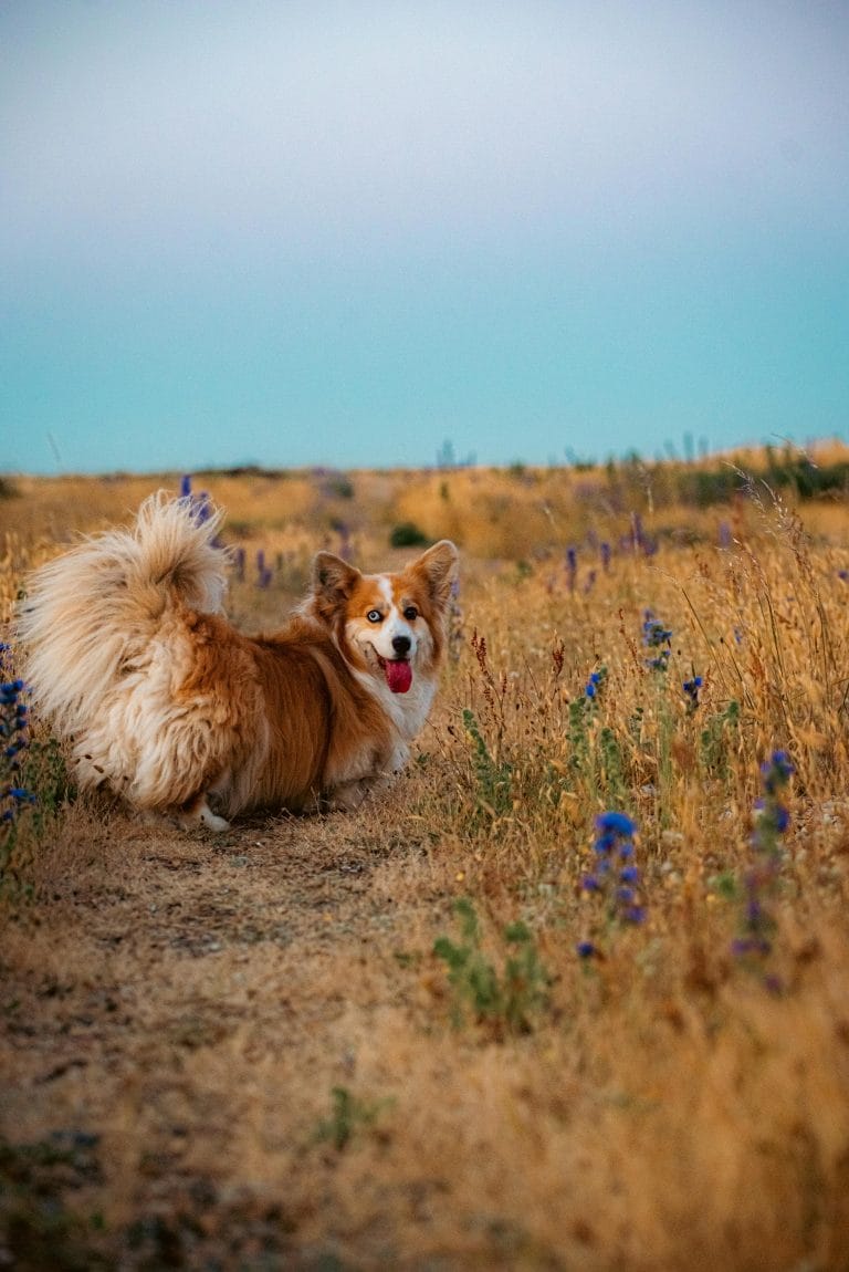 Fluffy Pembroke Welsh Corgi walking in a Dungeness field surrounded by summer wildflowers.
