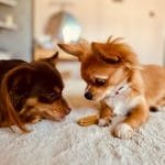 Two cute Chihuahuas curiously examining a treat on a cozy indoor surface.