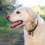 Happy dog walking off lead after loose lead walking dog training in chiswick