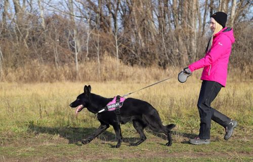 black german shepherd, animal, pet, dog, walk, happy, friendship