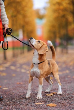 Beagle dog on a walk in a park with yellow autumn leaves, standing attentively.