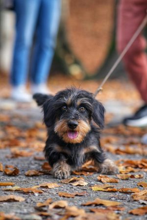 Charming Dachshund enjoying a brisk autumn walk on a leaf-covered path.